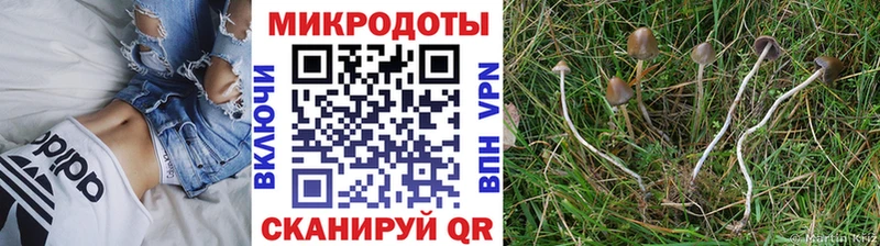 Купить Городовиковск Галлюциногенные грибы GOLDEN TEACHER
